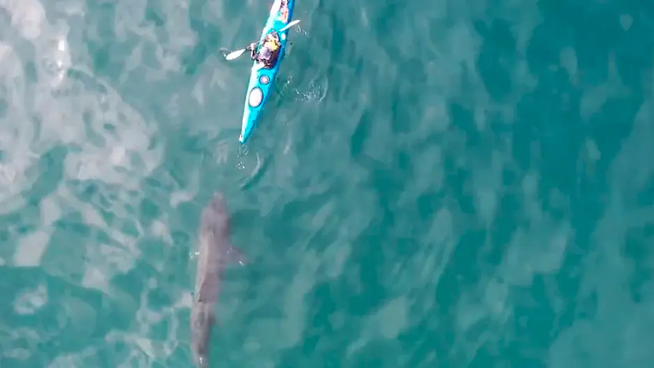 WATCH: Amazing footage of basking sharks captured off Red Strand Image
