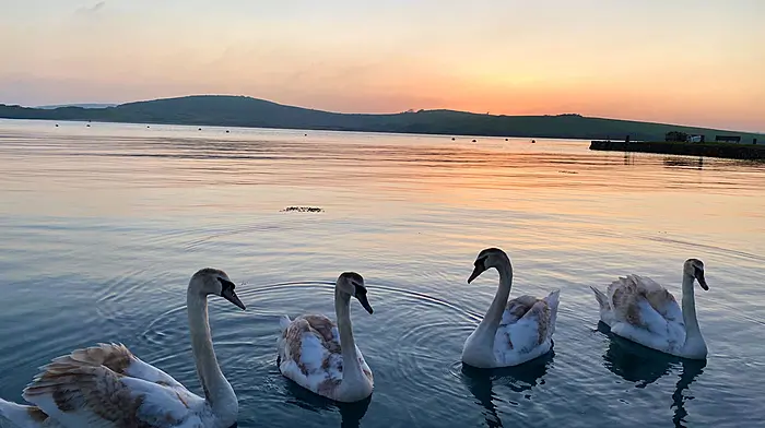 READERS PICTURE OF THE WEEK Image