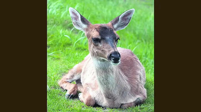 Rising Sika deer populations are linked to bovine TB infections Image