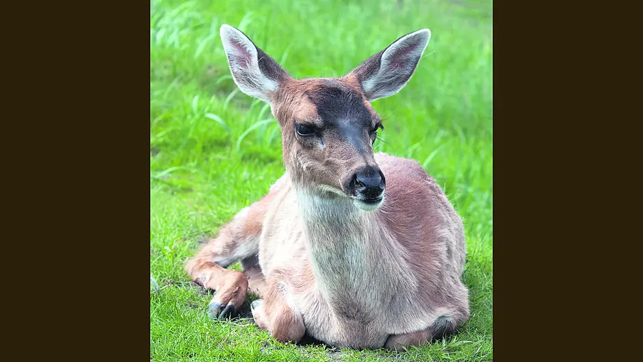 Rising Sika deer populations are linked to bovine TB infections Image