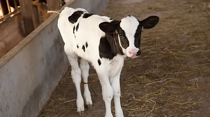 Spike in children’s stomach bug is linked to sookie calves Image