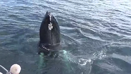 WATCH: Incredible footage shows the 'best sighting of humpback whales in the last 20 years' Image