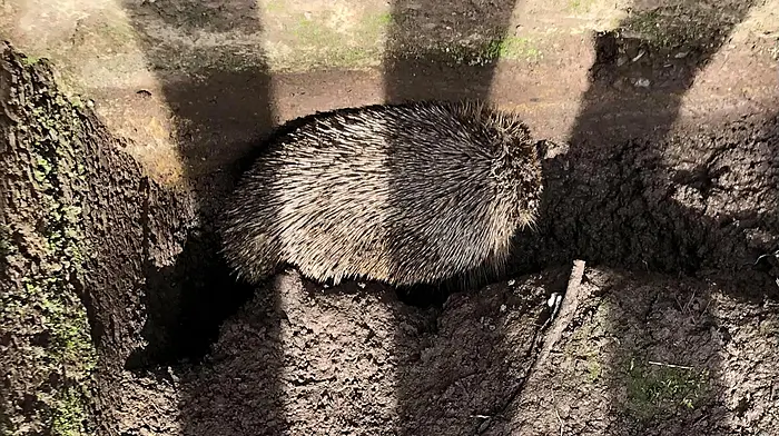 Durrus woman releases hedgehog behind bars Image