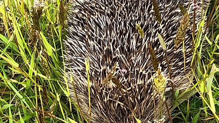 The rather plump hedgehog, who could hardly be seen at the bottom of the grate, curled into a ball to regroup before going on his merry way after yet another wildlife rescue by Deb Linch in Durrus.