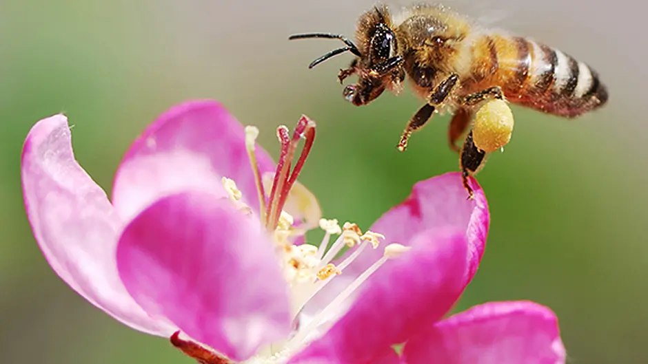 Fota has new Pollinator Trail Image