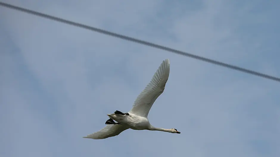 BREAKING: ESB says swan may have caused power outage in 973 Mizen homes Image