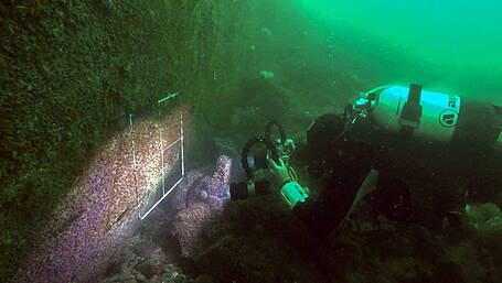 Lough Hyne’s disappearing sponges may be recovering Image