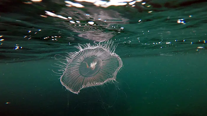 West Cork videos look deep into our amazing marine life Image