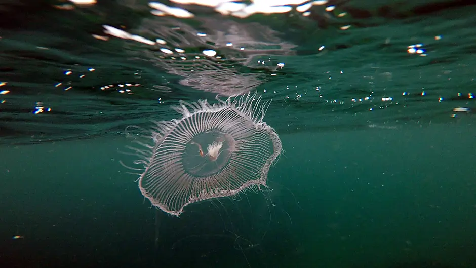 West Cork videos look deep into our amazing marine life Image