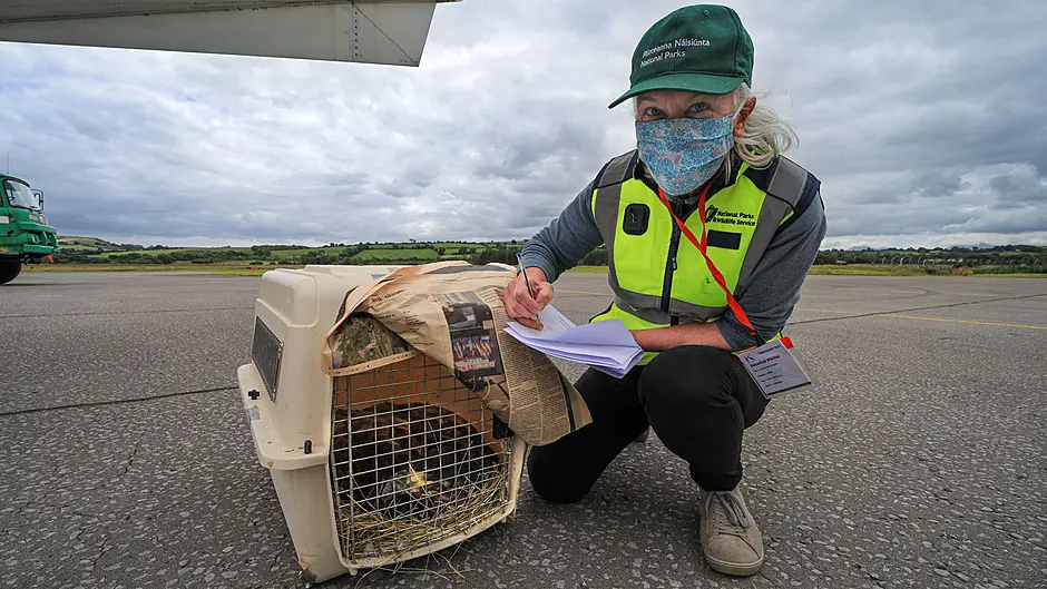 Hopes white-tailed eagle chicks will enjoy flying visit to Mama P Image