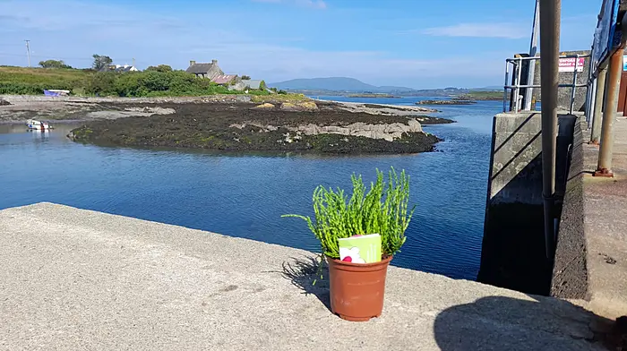 GALLERY: Access Credit Union Skibbereen and Bandon deliver curiosity and fun with new campaign Image