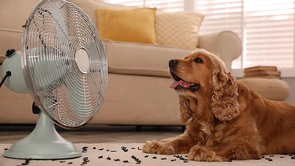 DIARY OF A DEMENTED HOME WORKER: It was even too hot for the DryRobes! Image
