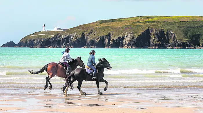 BEACH BUDDIES Galloping under Galley Head Image