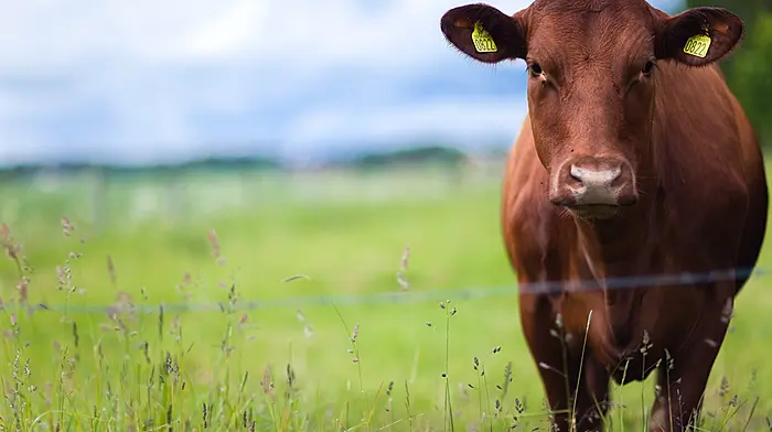 New policies needed to ensure the future of Irish beef farming Image