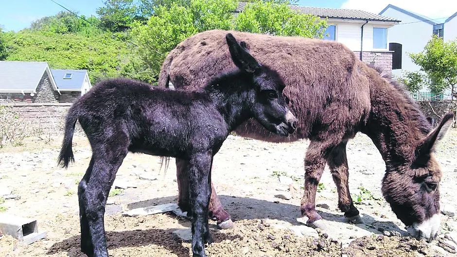 Bantry donkeys settling into new home thanks to kind Scot Annie Image