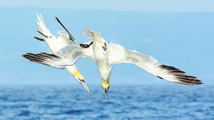 Reader’s Picture of the Week Image