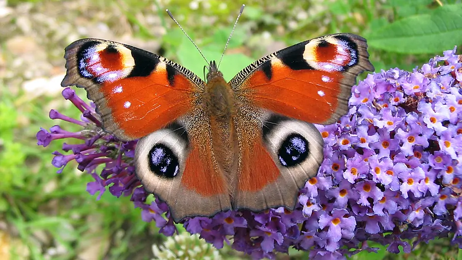 How to help our butterflies chill out safely this winter Image
