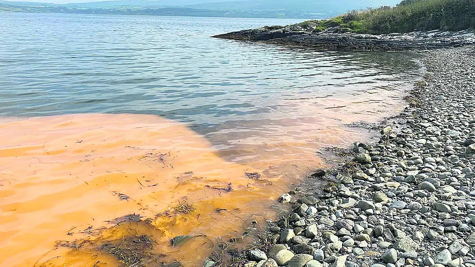 Local waters turn red after an outbreak of algal bloom Image
