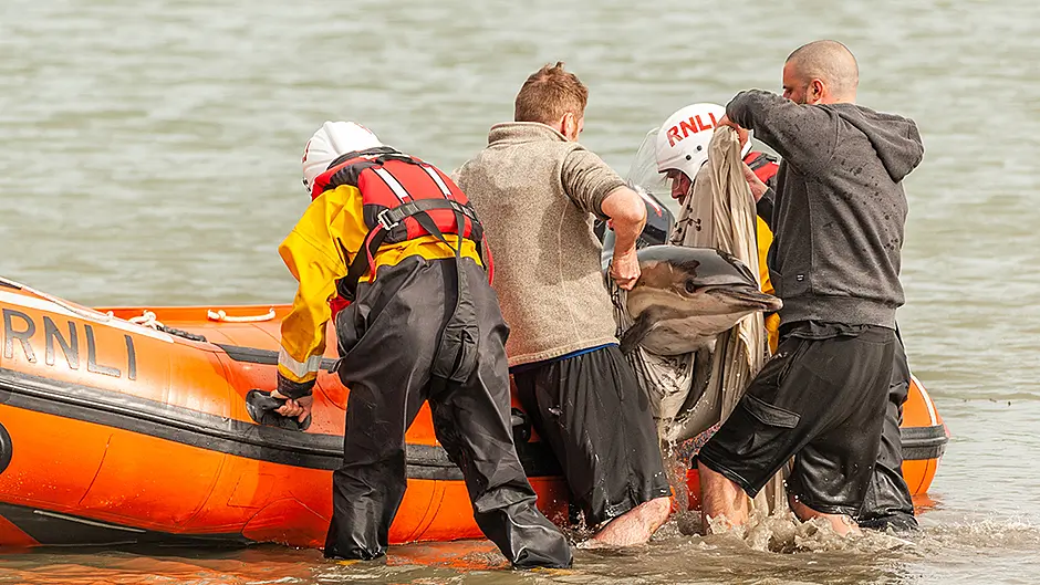 RNLI comes to rescue of stranded dolphin in Timoleague Image