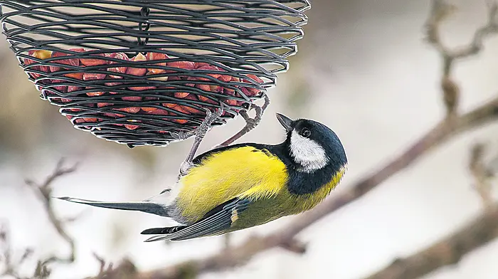 How to keep busy in the garden at this time of year Image