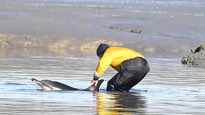 No happy ending for stranded dolphin Image