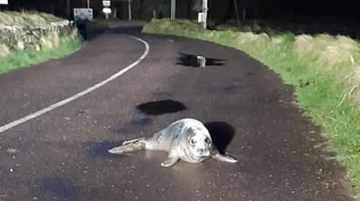 Signed, seal(ed) and delivered safely back into the water Image