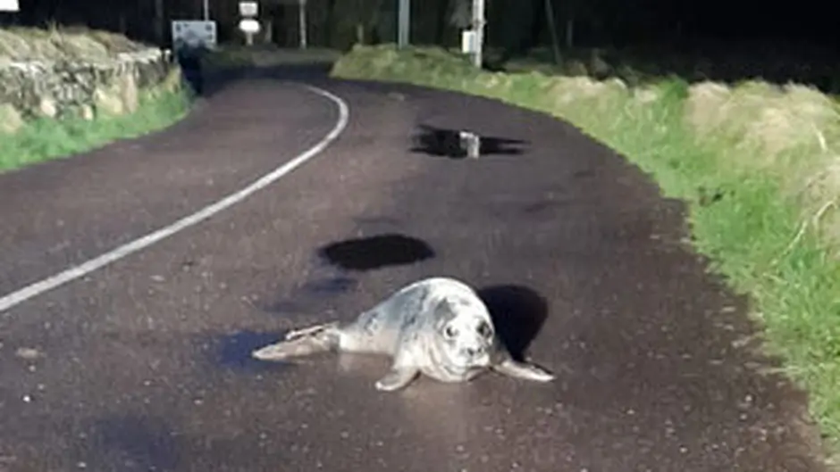 Signed, seal(ed) and delivered safely back into the water Image