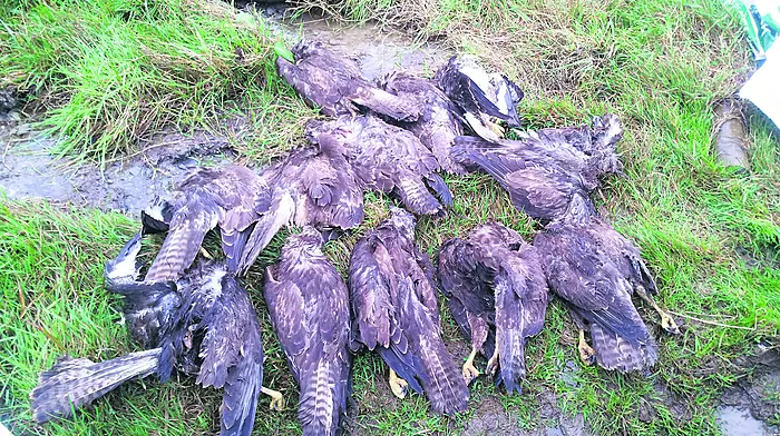 Reward of €5,000 is paid out after buzzard tip-off Image