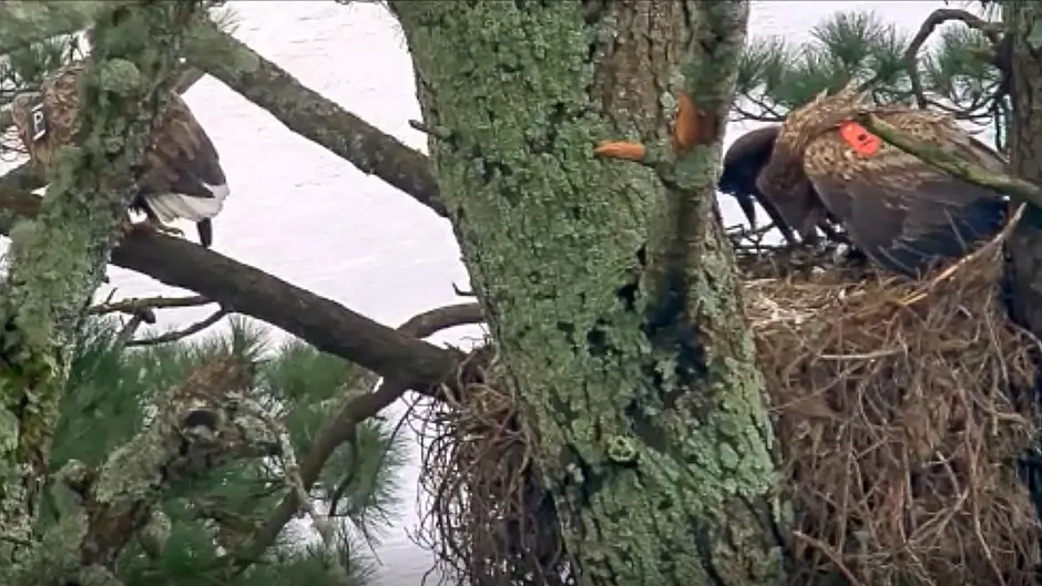 WATCH: Eagle chick in Glengarriff returns to her mother's nest for feeding Image