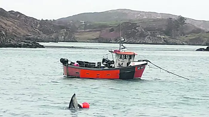 Happy Barlogue Creek dolphin is alright, buoy! Image