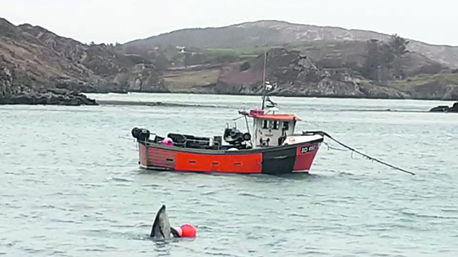 Happy Barlogue Creek dolphin is alright, buoy! Image