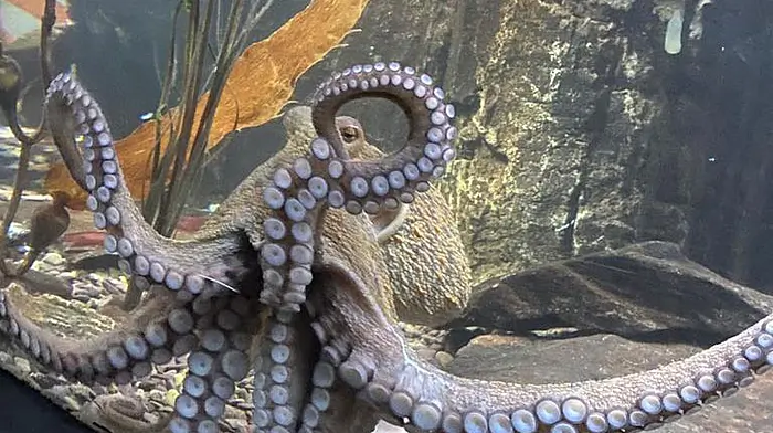 ‘Schull’ Octopus Vinny is being put to the test in Kerry Image