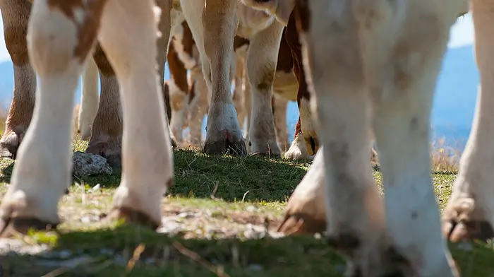 Direct and indirect effects of lameness on a dairy farm Image