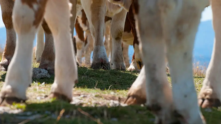 Direct and indirect effects of lameness on a dairy farm Image