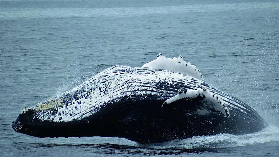 Humpbacks have whale of a time Image