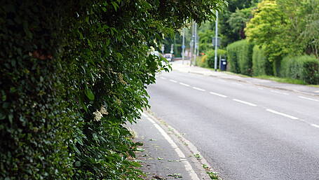Hauliers claim overgrown hedges are contributing to accidents Image
