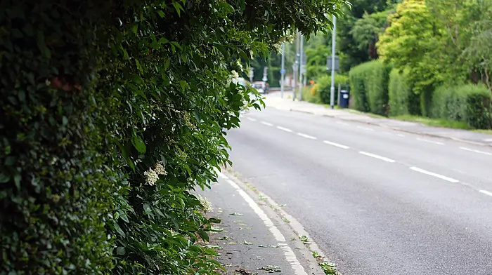Hauliers claim overgrown hedges are contributing to accidents Image