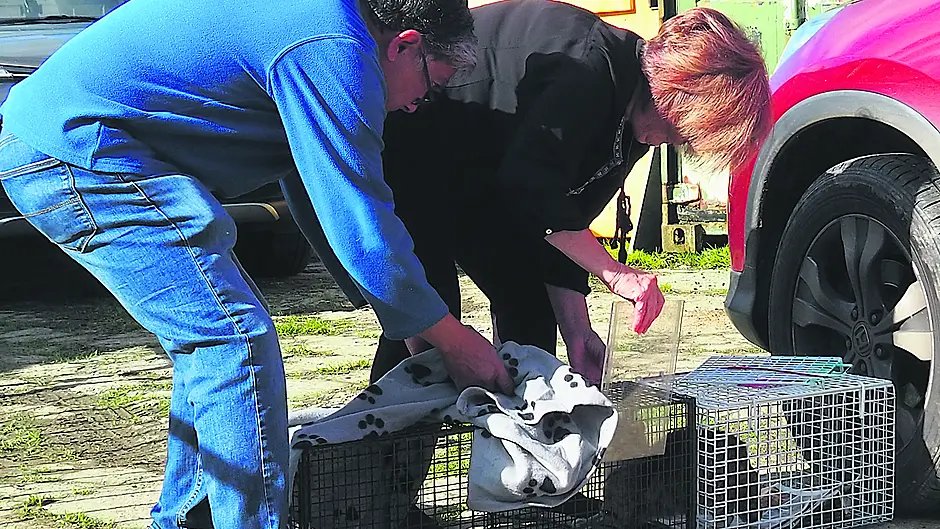 Lucky day for 13 feral cats that got full health check Image