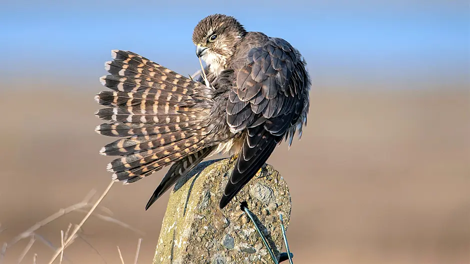 Blessed with magical merlin sighting Image