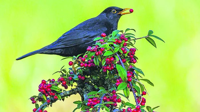 Reader’s Picture of the Week Image