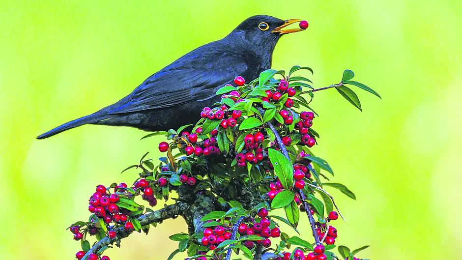 Reader’s Picture of the Week Image