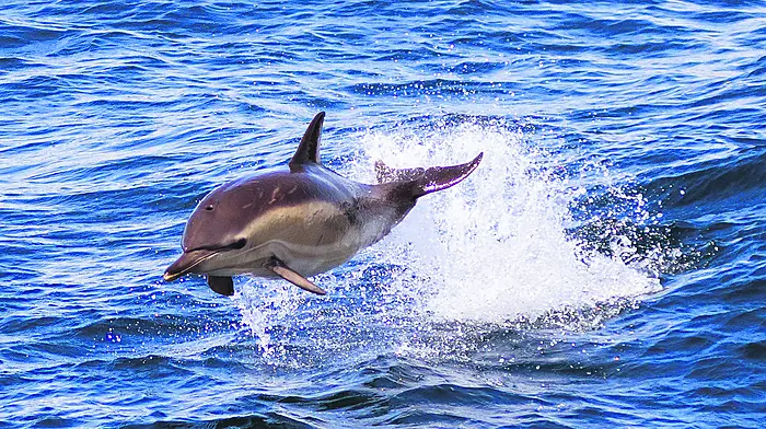 Shortlisted in the Wildlife and the Coast category was Dan Lettice’s  ‘Breaching Common Dolphin’, taken at Reen Pier, Union Hall.