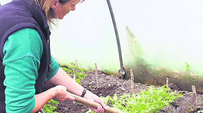 Fresh seaweed is a super soil cleanser Image
