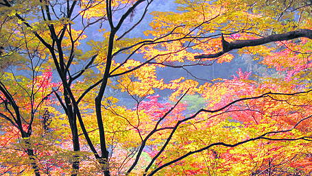 Why trees bother to shed their leaves Image