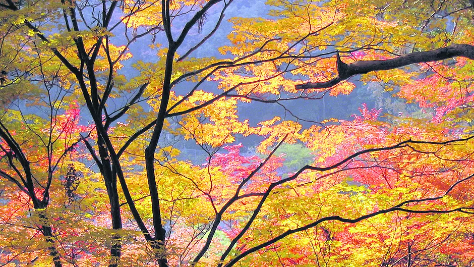 Why trees bother to shed their leaves Image