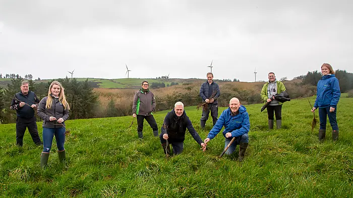 Carbery’s 1,200 suppliers are gifted 50 trees to help offset carbon emissions Image