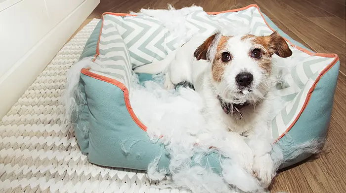 WOMAN ON THE VERGE: New puppy is knocking stuffing out of me Image