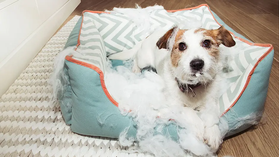 WOMAN ON THE VERGE: New puppy is knocking stuffing out of me Image