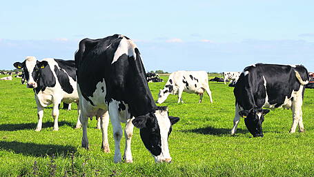 Cork councillors debate proposal for state-owned ship to transport live cattle exports Image