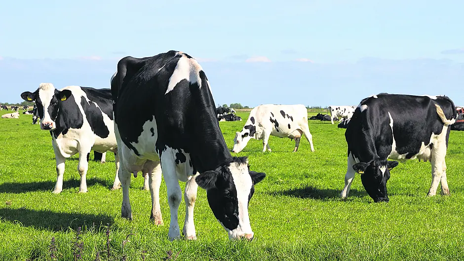 Cork councillors debate proposal for state-owned ship to transport live cattle exports Image